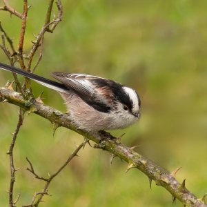 Schwanzmeise...... Arndt Neumann